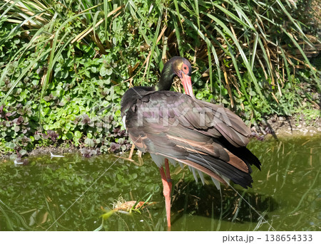 Black Stork (Ciconia nigra) 138654333