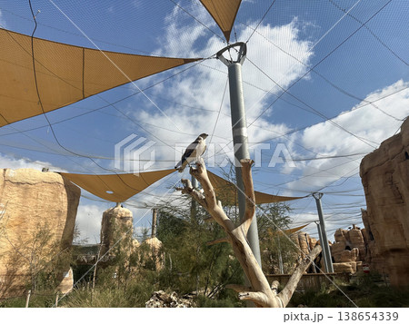 Short-toed snake eagle (lat.- Circaetus gallicus) Short-toed snake eagle (lat.- Circaetus gallicus) 138654339