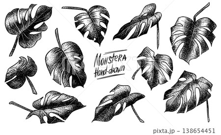 Monstera plant leaves. Tropical botanical illustration with hand drawn leaf in dot work style. 138654451