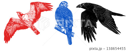 Realistic osprey, black crow or raven and goshawk bird illustration drawing in traditional hand 138654455