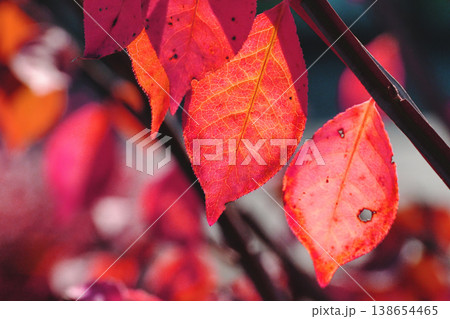 ニシキギの葉紅葉 ニシキギの葉紅葉 138654465