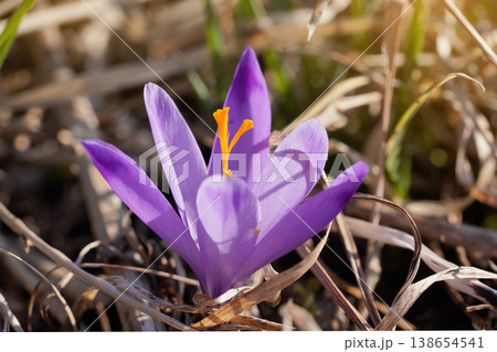 Sun shines on wild purple and yellow crocus flower growing in spring dry grass 138654541