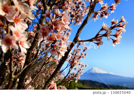 『桜』と『富士川』を共に眺める… 霊峰【富士山】 『桜』と『富士川』を共に眺める… 霊峰【富士山】 138655040