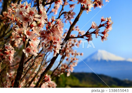 『桜』と『富士川』を共に眺める… 霊峰【富士山】 『桜』と『富士川』を共に眺める… 霊峰【富士山】 138655043