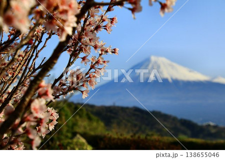 『桜』と『富士川』を共に眺める… 霊峰【富士山】 138655046