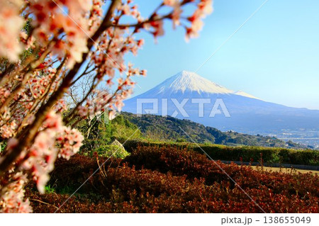 『桜』と『富士川』を共に眺める… 霊峰【富士山】 138655049