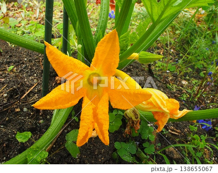 ズッキーニの花の生態写真 138655067