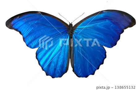 A Morpho didius butterfly shows its bright blue wings fully spread out. This butterfly is found in tropical regions. It rests quietly, displaying its vibrant colors. A Morpho didius butterfly shows its bright blue wings fully spread out. This butterfly is found in tropical regions. It rests quietly, displaying its vibrant colors. 138655132