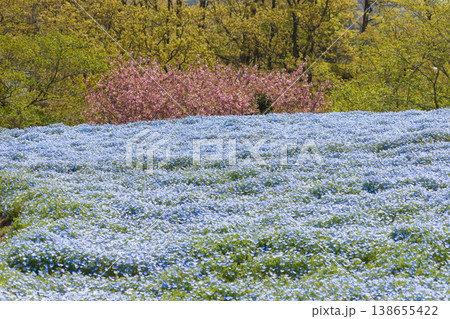 ネモフィラとぼたん桜（大分県杵築市） 138655422