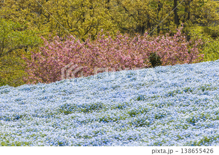 ネモフィラとぼたん桜（大分県杵築市） 138655426