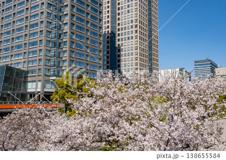みなとみらいエリアの満開の桜と高層ビル みなとみらいエリアの満開の桜と高層ビル 138655584