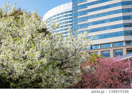 みなとみらいエリアの満開の桜と高層ビル みなとみらいエリアの満開の桜と高層ビル 138655588