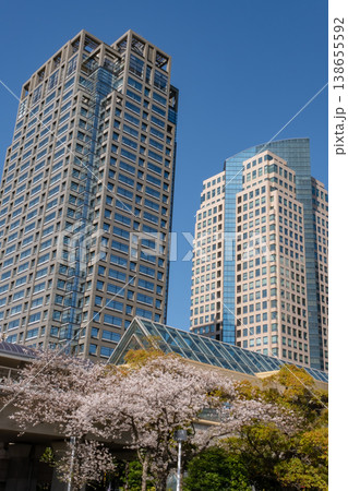 みなとみらいエリアの満開の桜と高層ビル みなとみらいエリアの満開の桜と高層ビル 138655592