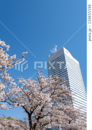みなとみらいエリアの満開の桜と高層ビル 138655598