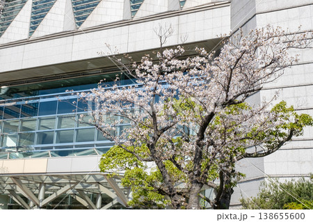みなとみらいエリアの満開の桜と高層ビル 138655600