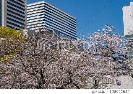 みなとみらいエリアの満開の桜と高層ビル みなとみらいエリアの満開の桜と高層ビル 138655624