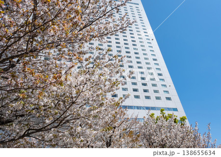 みなとみらいエリアの満開の桜と高層ビル みなとみらいエリアの満開の桜と高層ビル 138655634