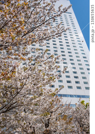 みなとみらいエリアの満開の桜と高層ビル みなとみらいエリアの満開の桜と高層ビル 138655635