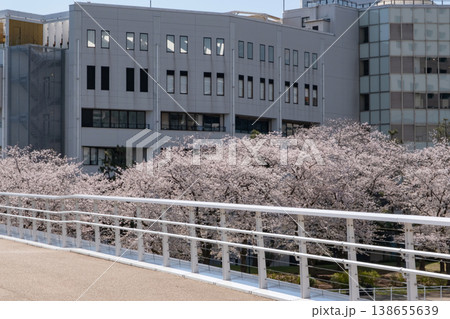 みなとみらいエリアの満開の桜と高層ビル 138655639