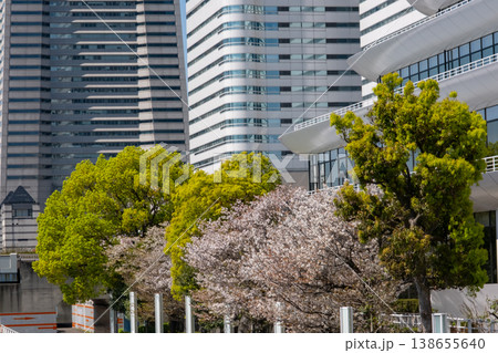 みなとみらいエリアの満開の桜と高層ビル みなとみらいエリアの満開の桜と高層ビル 138655640