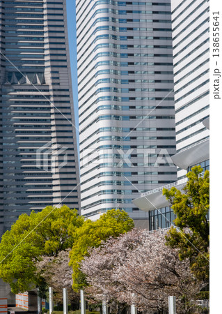 みなとみらいエリアの満開の桜と高層ビル みなとみらいエリアの満開の桜と高層ビル 138655641