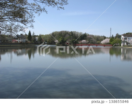 大沼公園の弁天島と弁天橋 全景(2026.4.3) 満開の桜と一緒の写真を大雨と強風の後に 138655846
