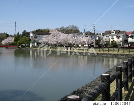 弁天橋への途中で満開の桜と一緒に(2026.4.3) 大沼公園の春模様 大雨と強風の後に 138655847