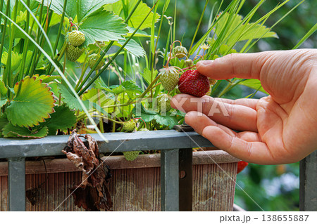 Closeup of the hand of a girl harvesting strawberry in balcony garden, growing in a brown plastic planter, picking single ripe strawberry from the plant. Closeup of the hand of a girl harvesting strawberry in balcony garden, growing in a brown plastic planter, picking single ripe strawberry from the plant. 138655887