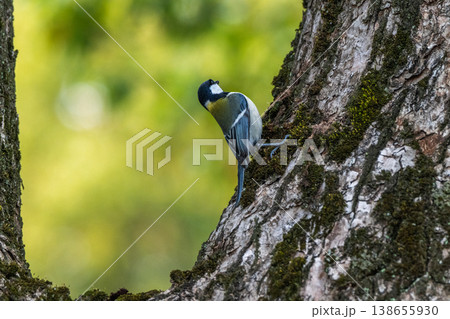 身近な野鳥　シジュウカラ 138655930