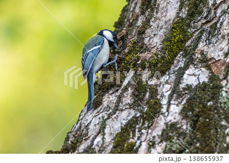身近な野鳥　シジュウカラ 138655937