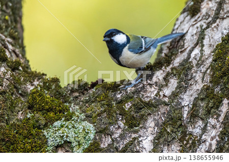 身近な野鳥　シジュウカラ 138655946