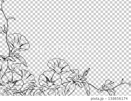 牽牛花線條畫框 牽牛花線條畫框 138656174