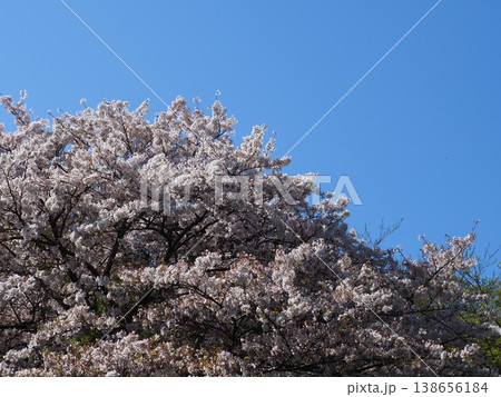 満開になった桜 満開になった桜 138656184