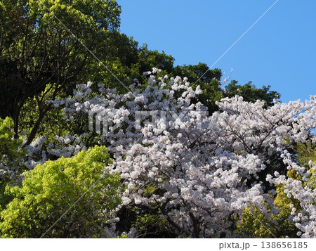 満開の桜と新緑の木々が美しい春の風景 138656185