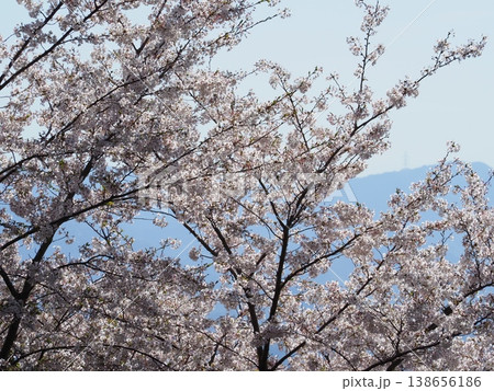 満開の桜の花の向こうに見える山 満開の桜の花の向こうに見える山 138656186