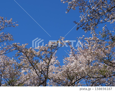 青空に映える桜 138656187