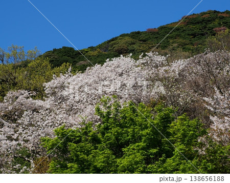 山の斜面に咲く桜 山の斜面に咲く桜 138656188