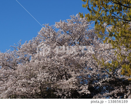 青空に映える満開の桜 青空に映える満開の桜 138656189