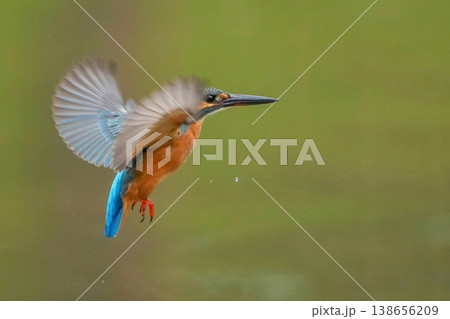 水面から飛び立つカワセミのホバリング。野鳥の決定的な瞬間と美しいコバルトブルーの羽 水面から飛び立つカワセミのホバリング。野鳥の決定的な瞬間と美しいコバルトブルーの羽 138656209