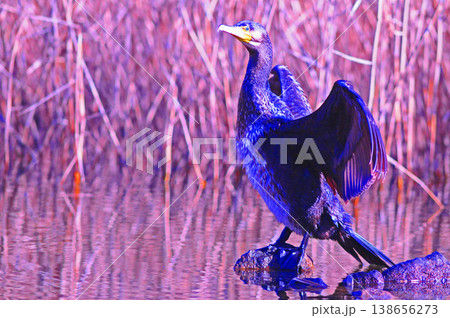 翼を広げるカワウ 138656273