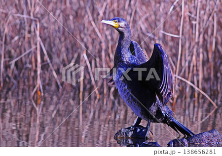 翼を広げるカワウ 138656281