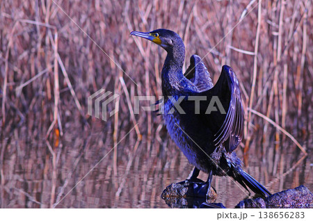 翼を広げるカワウ 翼を広げるカワウ 138656283
