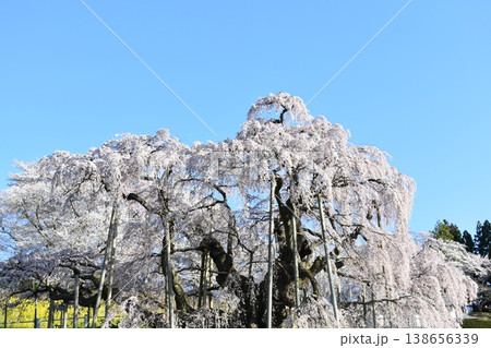 福島県三春町の滝桜と青空 春の満開しだれ桜風景 福島県三春町の滝桜と青空 春の満開しだれ桜風景 138656339
