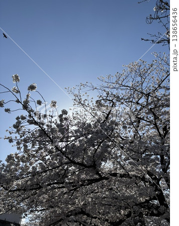 大濠公園の桜並木と穏やかな公園の春 大濠公園の桜並木と穏やかな公園の春 138656436