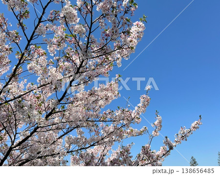 青空に映える満開の桜 青空に映える満開の桜 138656485