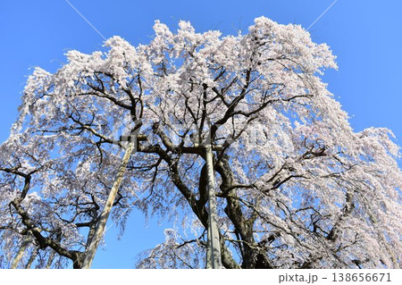 三春滝桜のしだれ桜 満開の春景色 青空背景の一本桜 福島県 三春滝桜のしだれ桜 満開の春景色 青空背景の一本桜 福島県 138656671