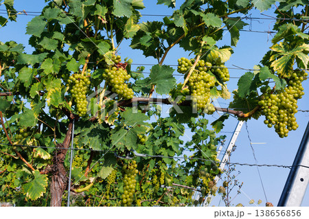 Green grape clusters hanging from a grapevine on a trellis, with leaves and a clear blue sky in the background. Green grape clusters hanging from a grapevine on a trellis, with leaves and a clear blue sky in the background. 138656856