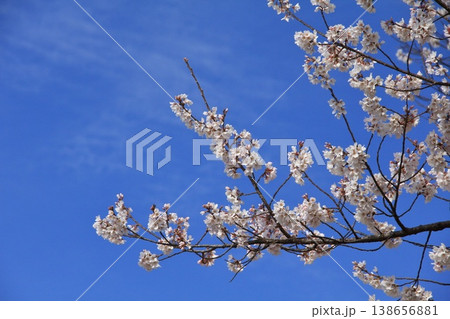 2026年3月の下野市の薄墨桜 2026年3月の下野市の薄墨桜 138656881