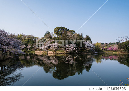 神奈川県鶴見三ツ池公園春映 神奈川県鶴見三ツ池公園春映 138656898