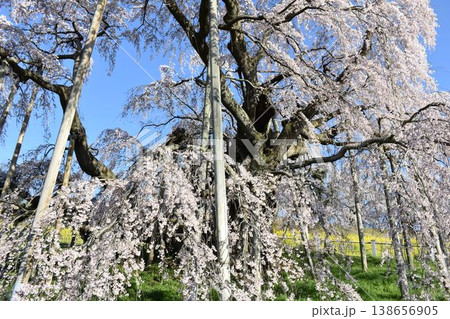 三春滝桜のしだれ桜 満開の春景色 青空に広がる一本桜 福島県 三春滝桜のしだれ桜 満開の春景色 青空に広がる一本桜 福島県 138656905